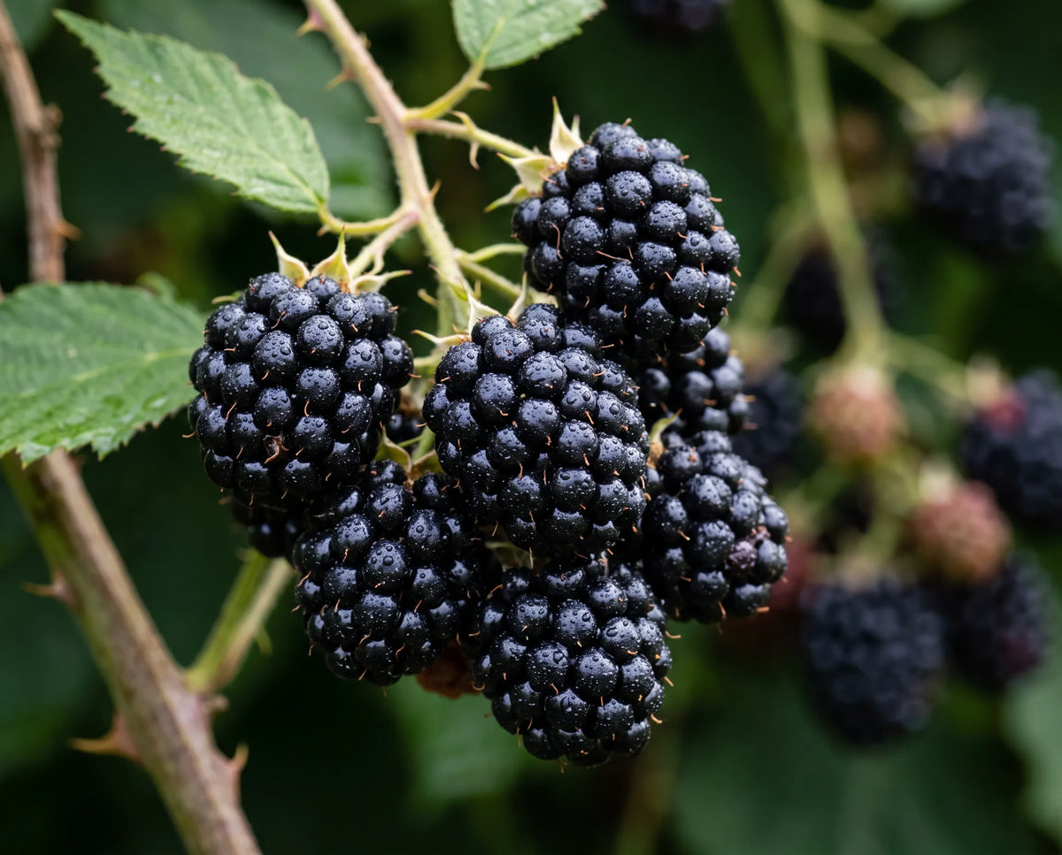 BLACKBERRY