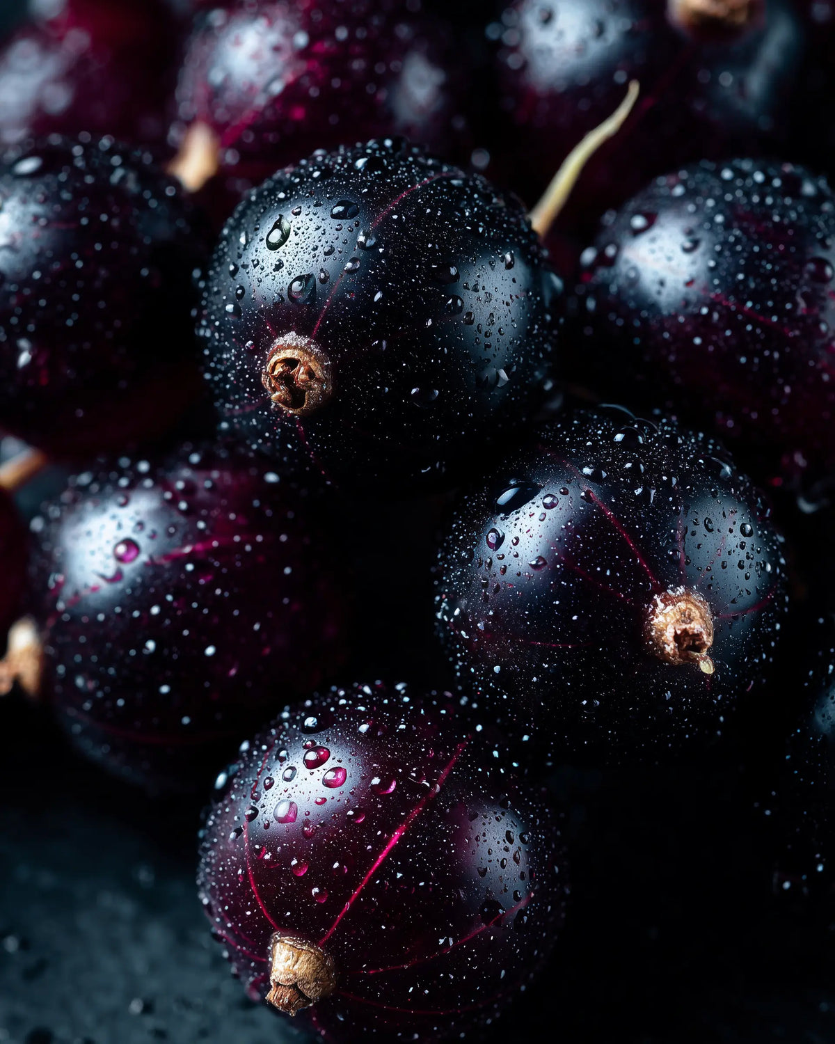 BLACKCURRANT