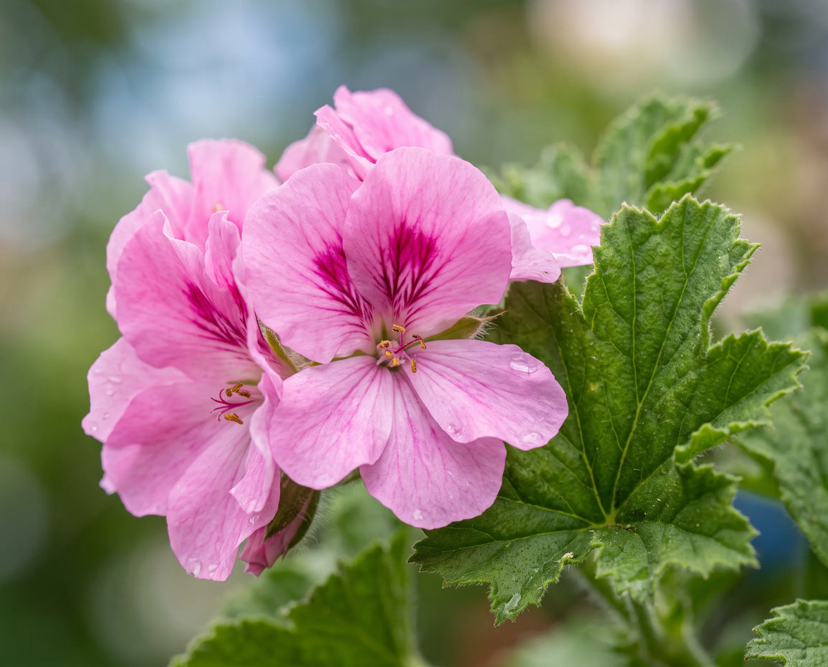 GERANIUM