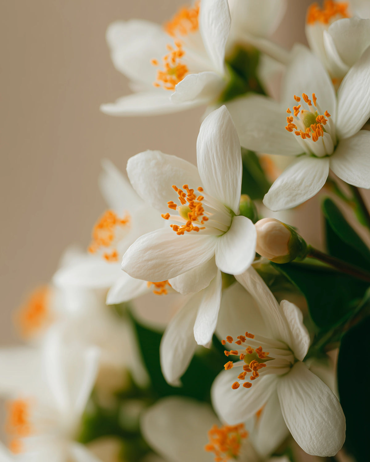 ORANGE BLOSSOM