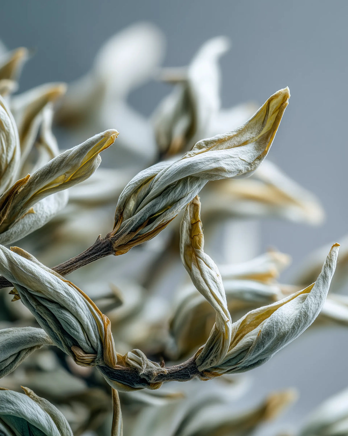 WHITE TEA LEAVES
